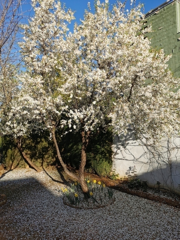 almendro del jardín