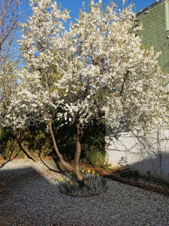 almendro del jardín