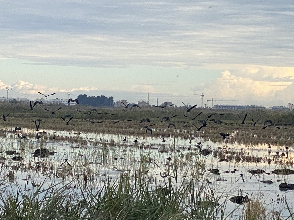 zona de marjal protegida, Gandia