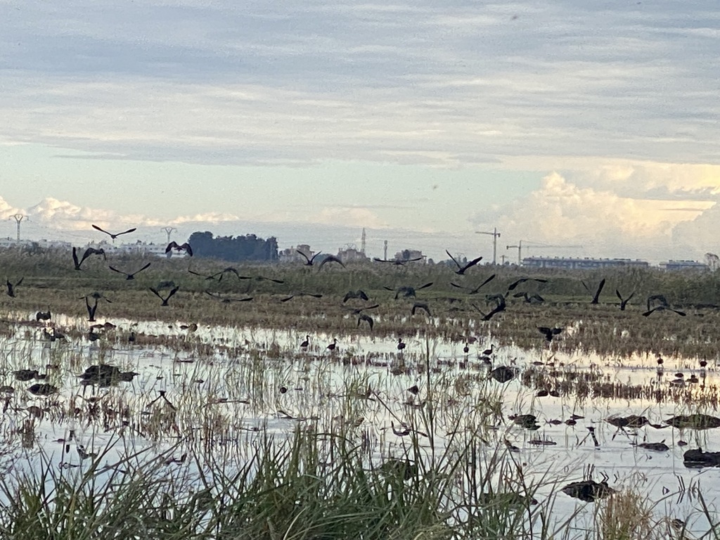 zona de marjal protegida, Gandia