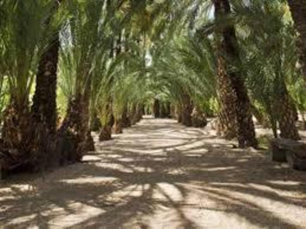 Palmeral de Elche (Patrimonio UNESCO de la Humanidad). Paseo