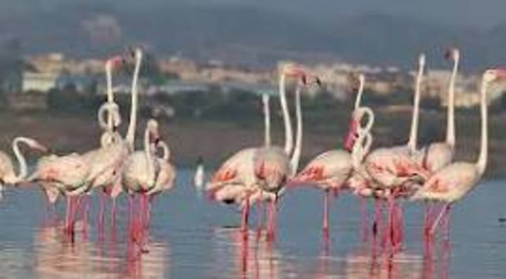 Flamencos. Fauna propia de las Salinas de Torrevieja