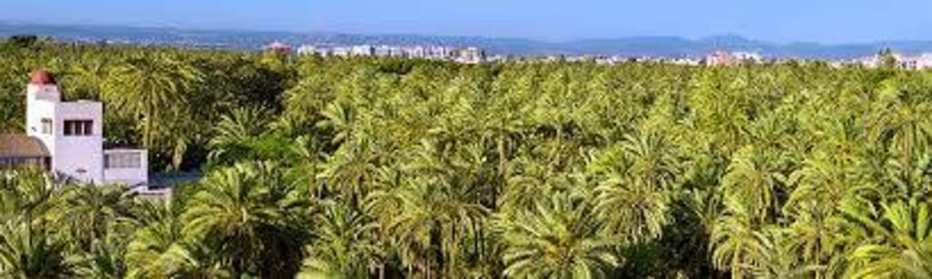 Palmeral de Elche. Patrimonio de la humanidad. A 38 Km de torrevieja