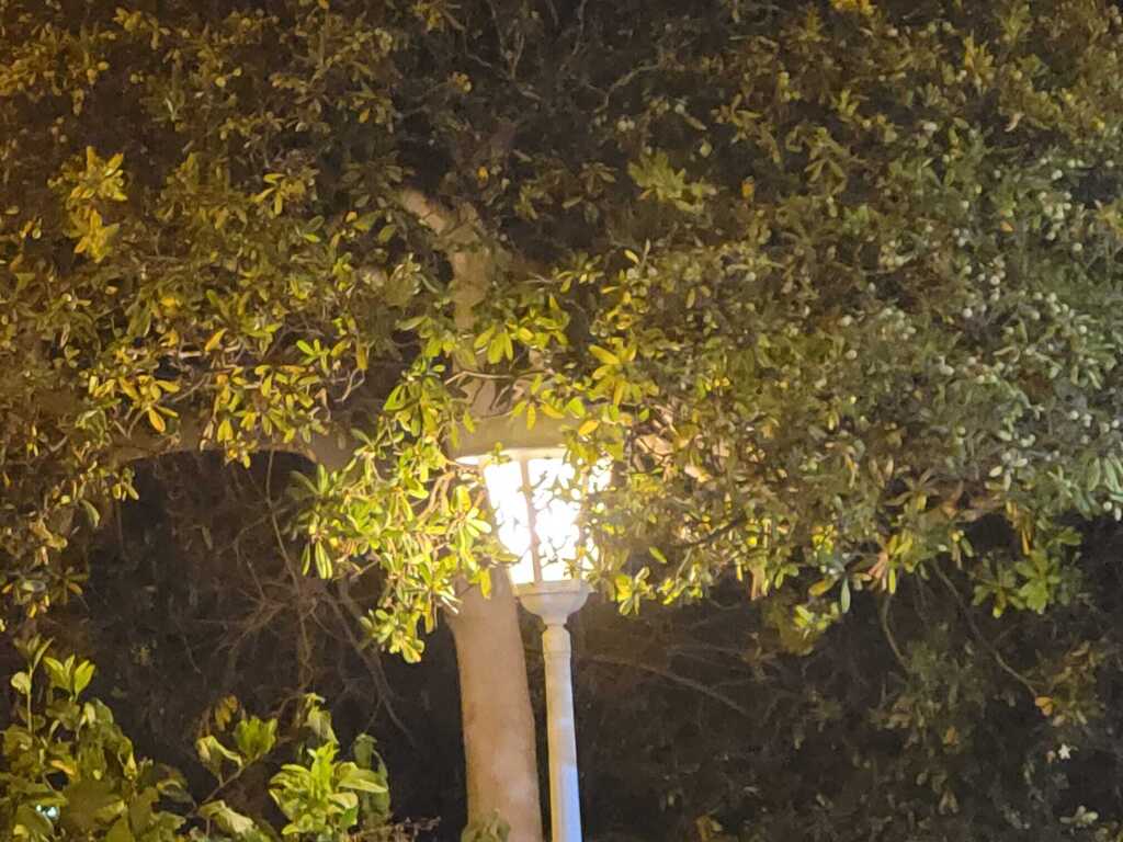 Detalle del jardín de la casa