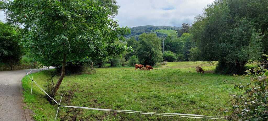 Gentle paths for nice walks in the countryside