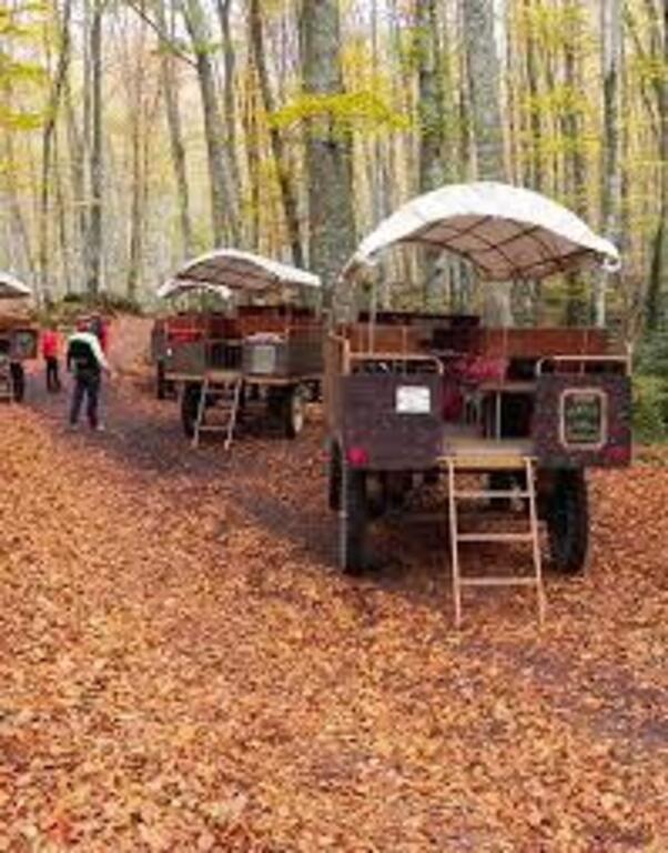 La fageda d'en Jordà, carruaje con caballos. En otoño es la epoca mas bonita de visitar. A 20' en coche. 