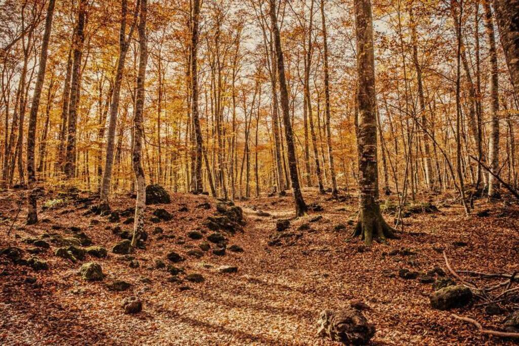La Fageda d'en Jordà. Parc Natural de la Zona Volcànica de la Garrotxa. 20 ' en coche. 