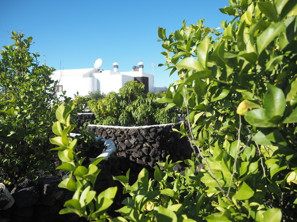 Land around the house