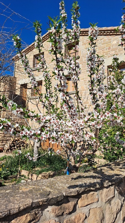 Almond tree in bloom
