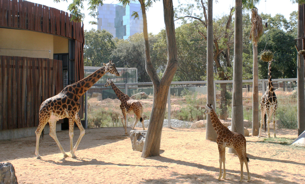Zoo Barcelona