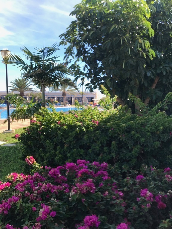 Playa Feliz: garden around the swimming pools