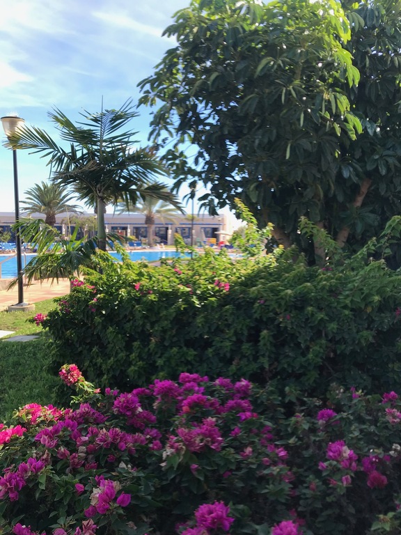 Playa Feliz: garden around the swimming pools