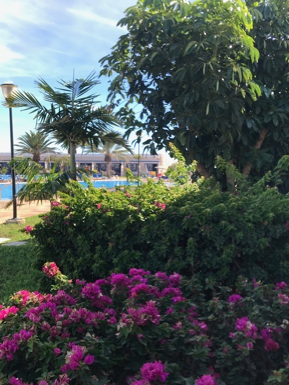 Playa Feliz: garden around the swimming pools
