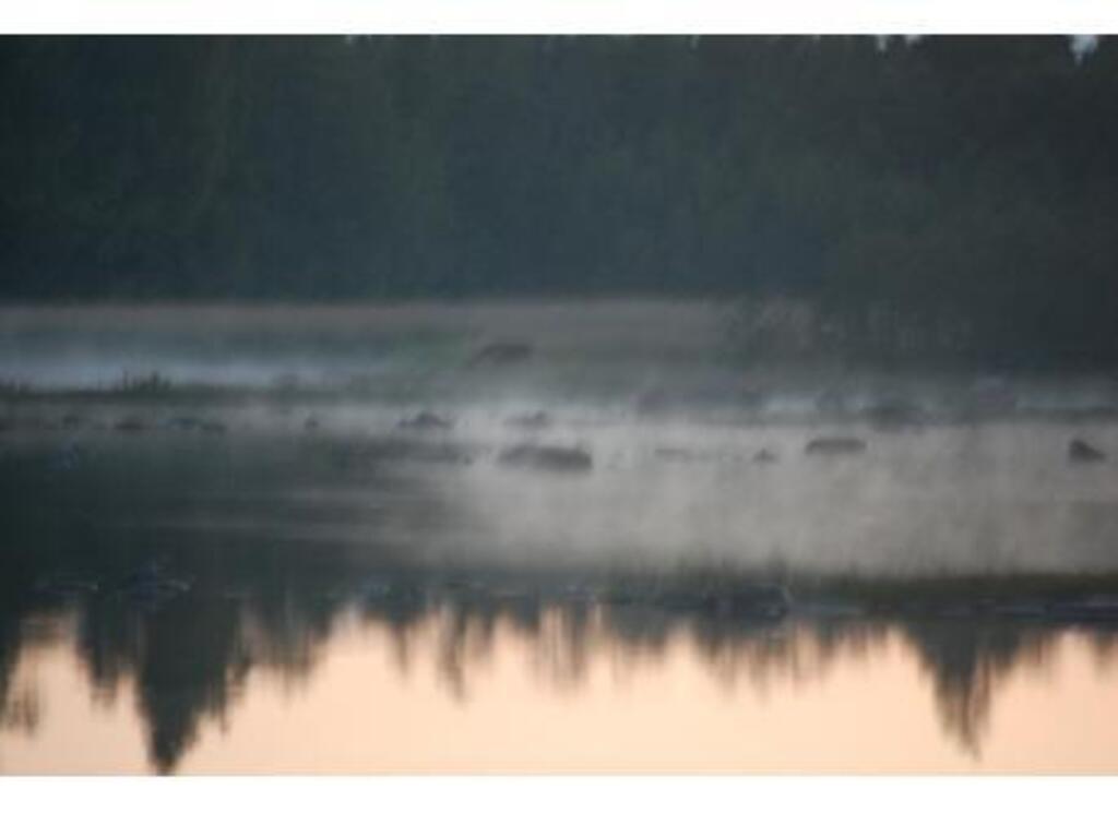 The moose in the fog on the other shore. 