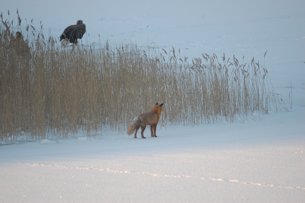 The natere is rich in fauna!