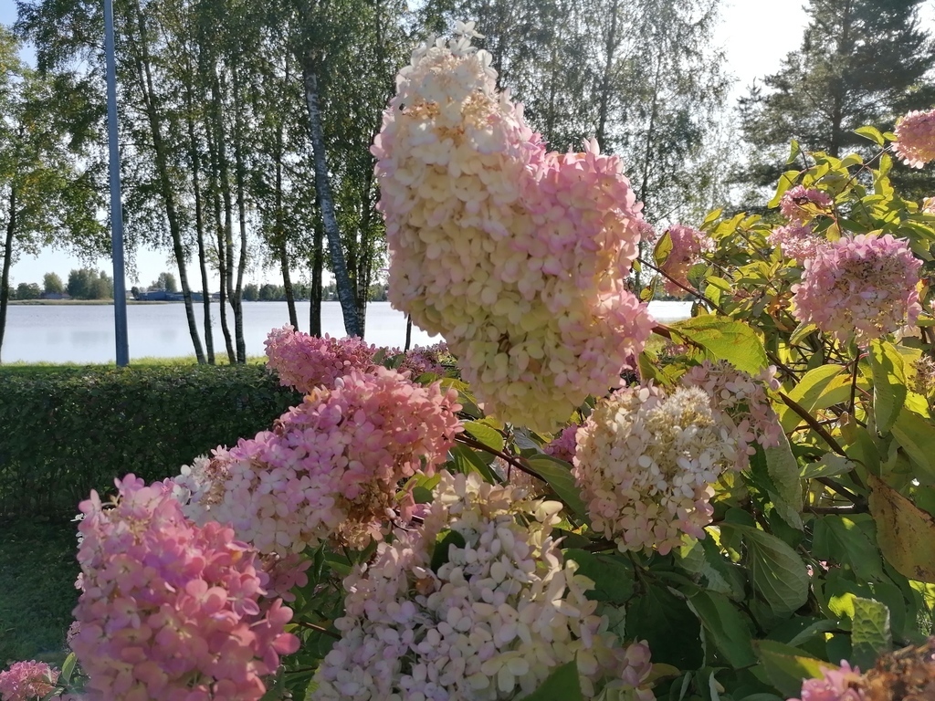 At home, gardenflowers