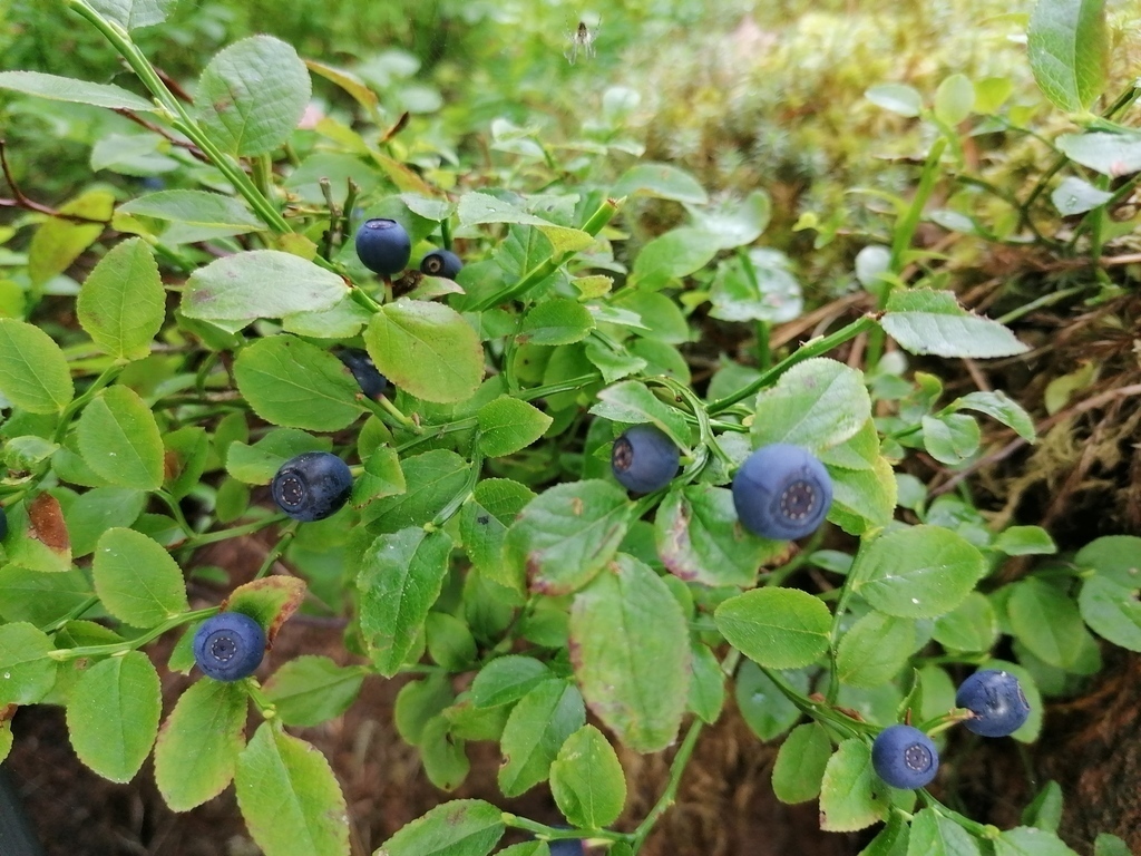 Blueberries