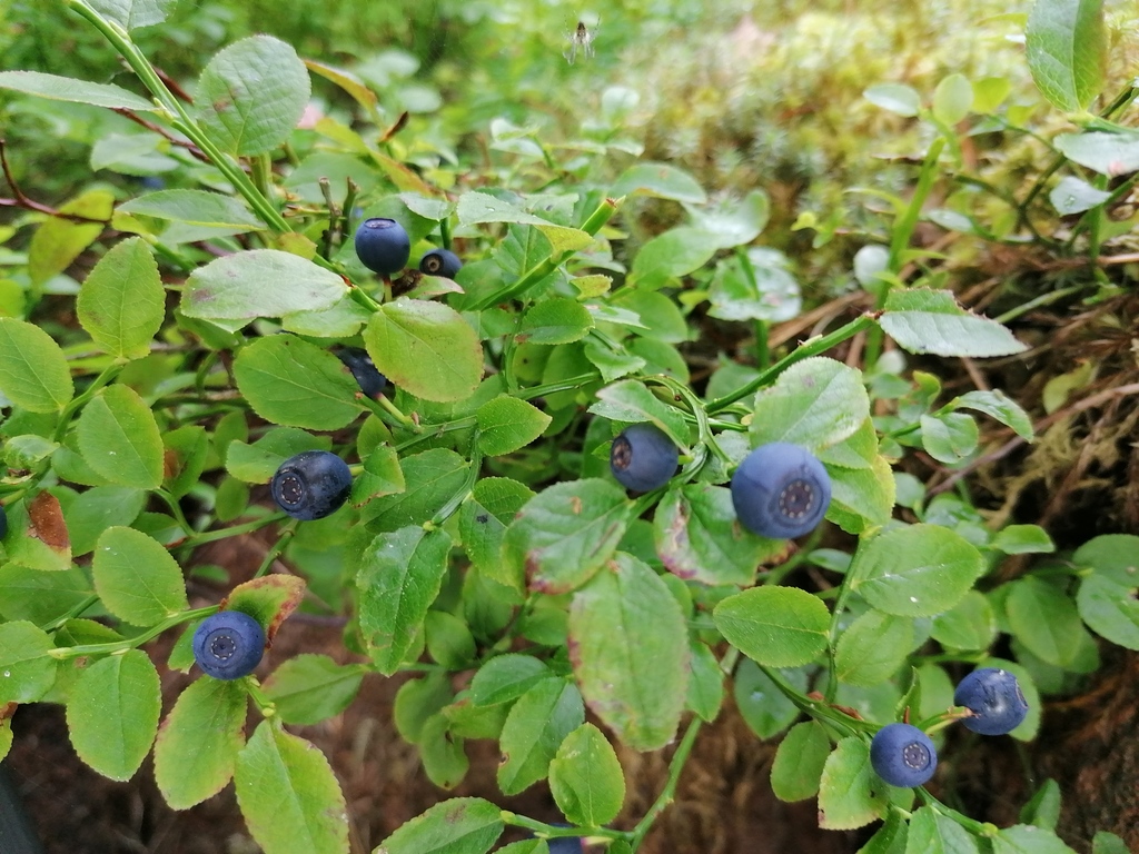 Blueberries