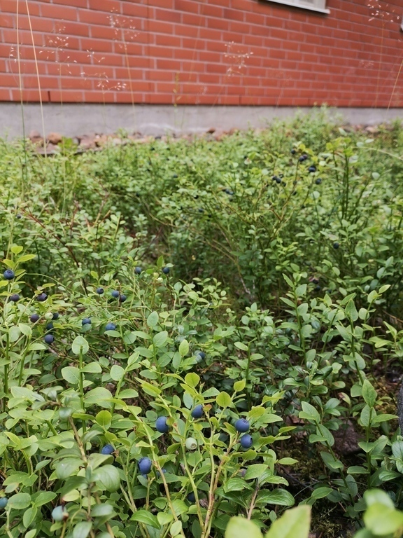 Blueberries in our backyard