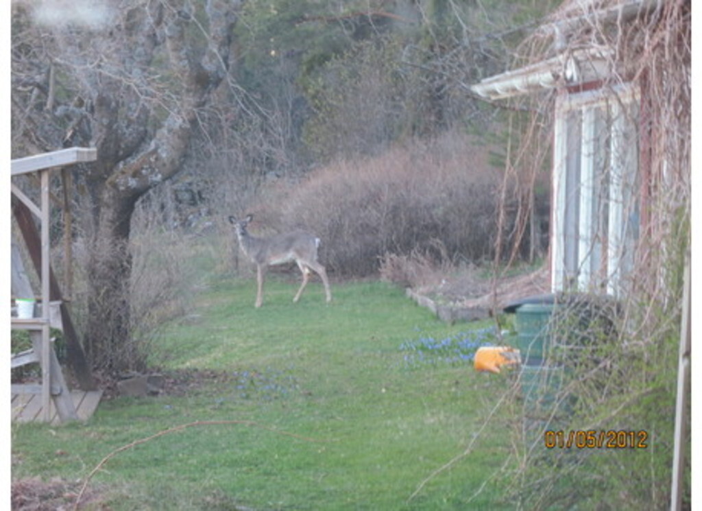 White-tailed deer visit us every now and then!