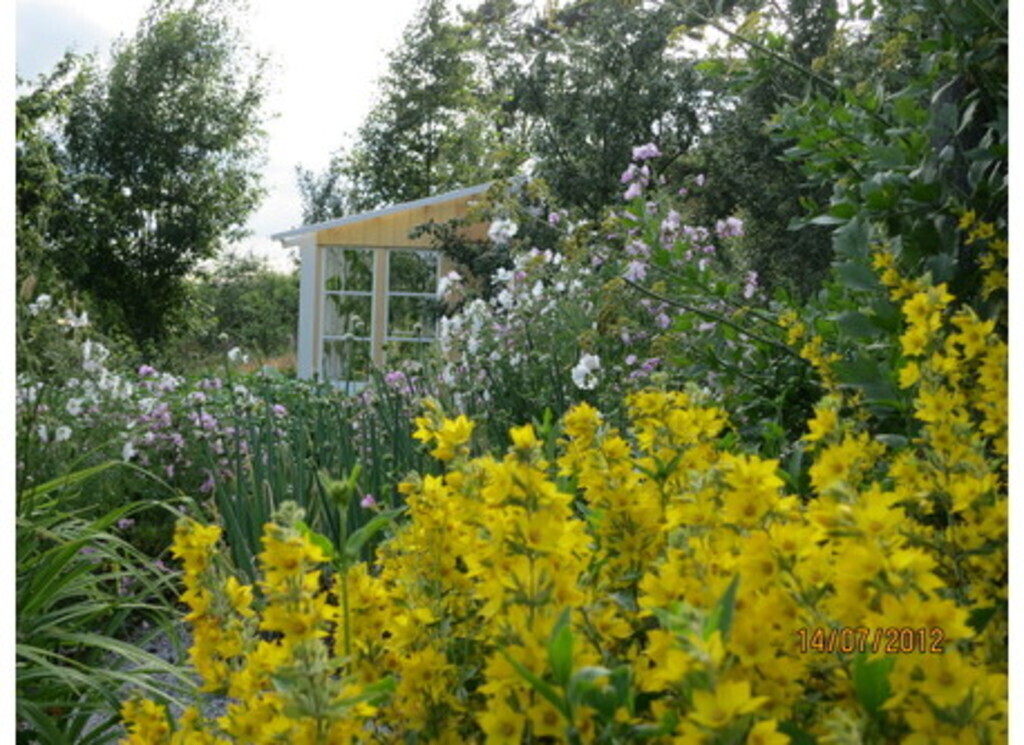 Garden in summertime