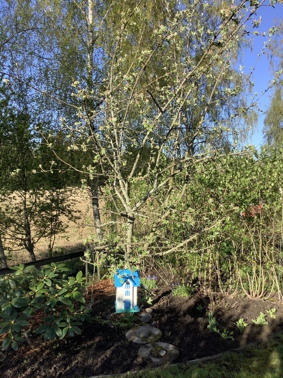 Appletree and flowers
