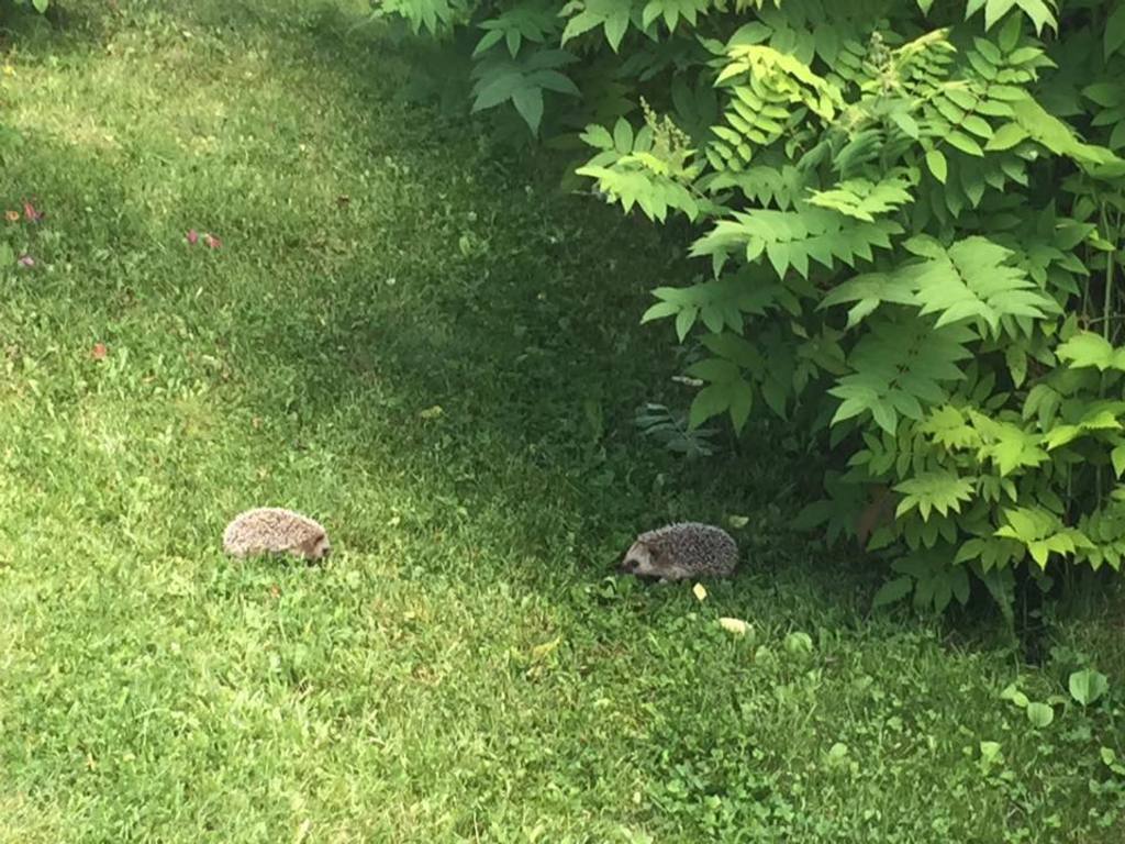 Hedgehogs in our garden