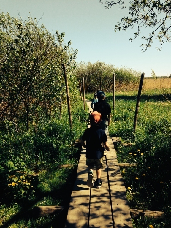 Duckboard to Lammassaari (Isle of sheep)