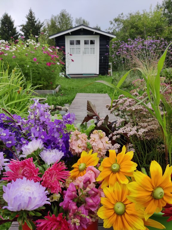 Our allotment garden (8km from home)