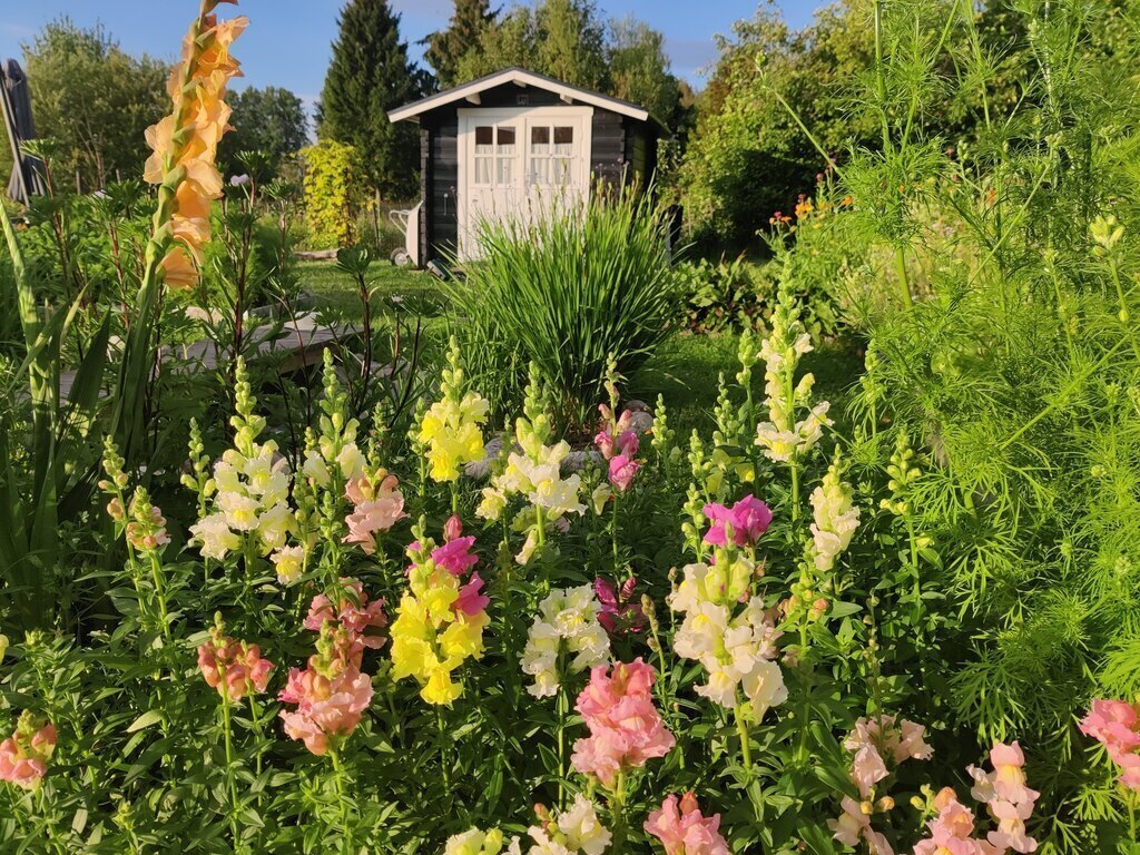 Enjoy vegetables and cutflowers in our allotment garden (8km from home)