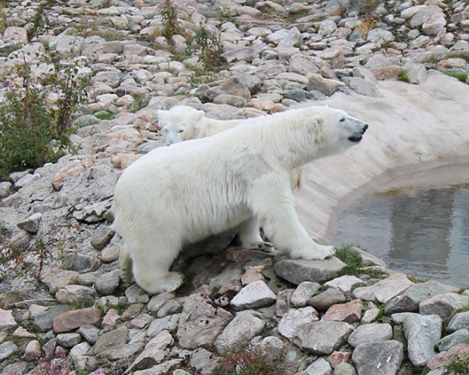 Ranua Zoo is about 1,5 h drive away.