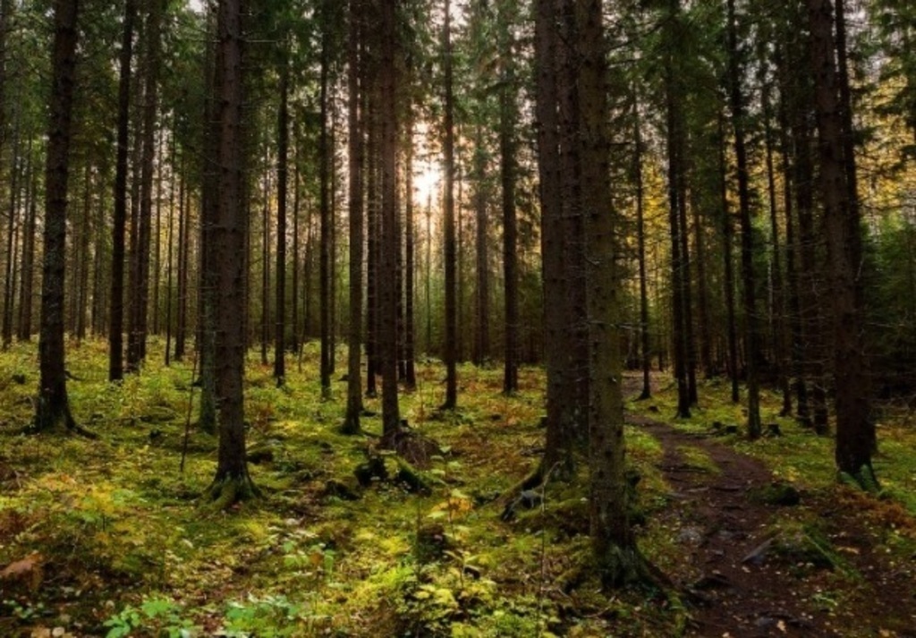 https://www.hameenlinna.fi/en/services/sibelius-forest/ 15 minutes from home