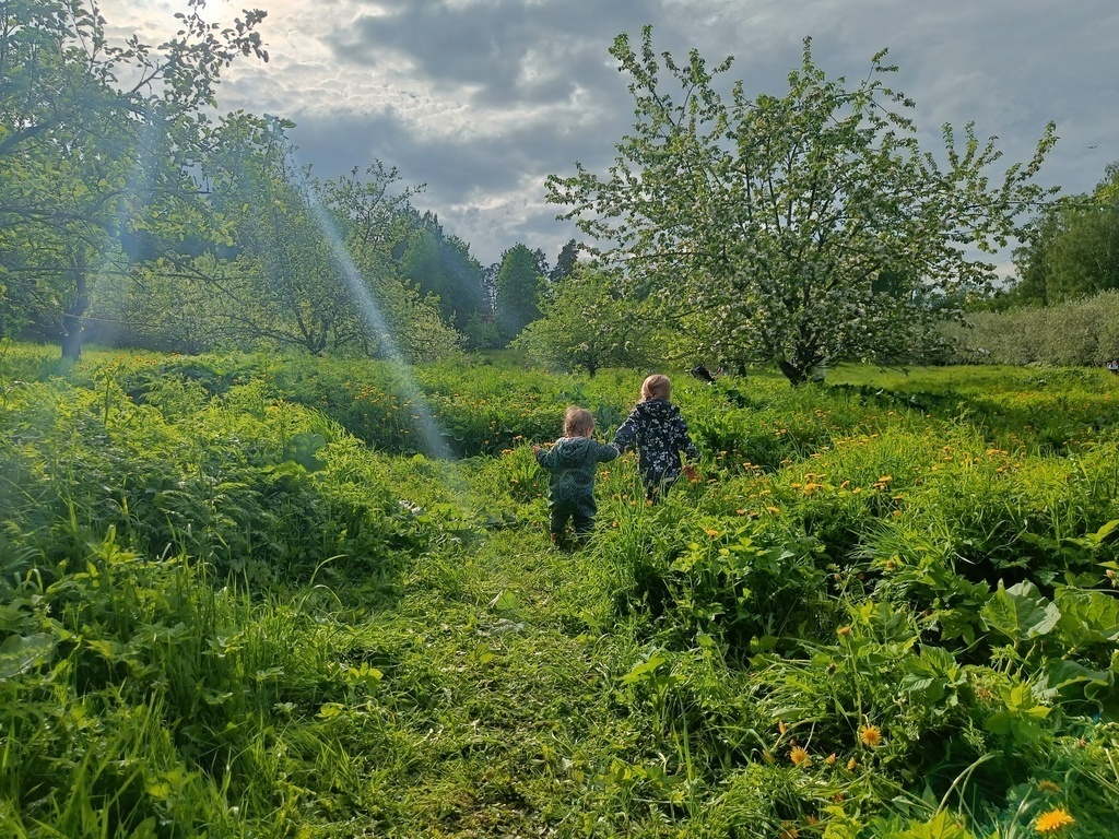 Malminkartano apple orchard, Helsinki