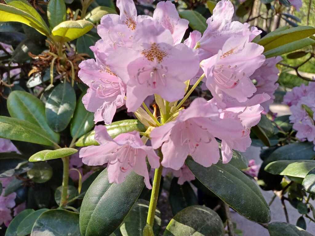 Rhododendron Park, Haaga