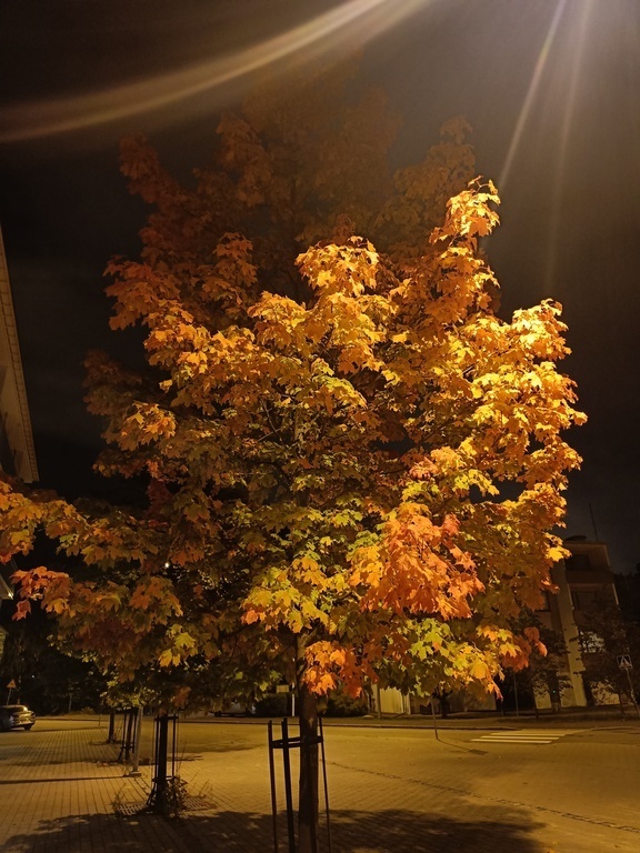 Autumn colors on our street
