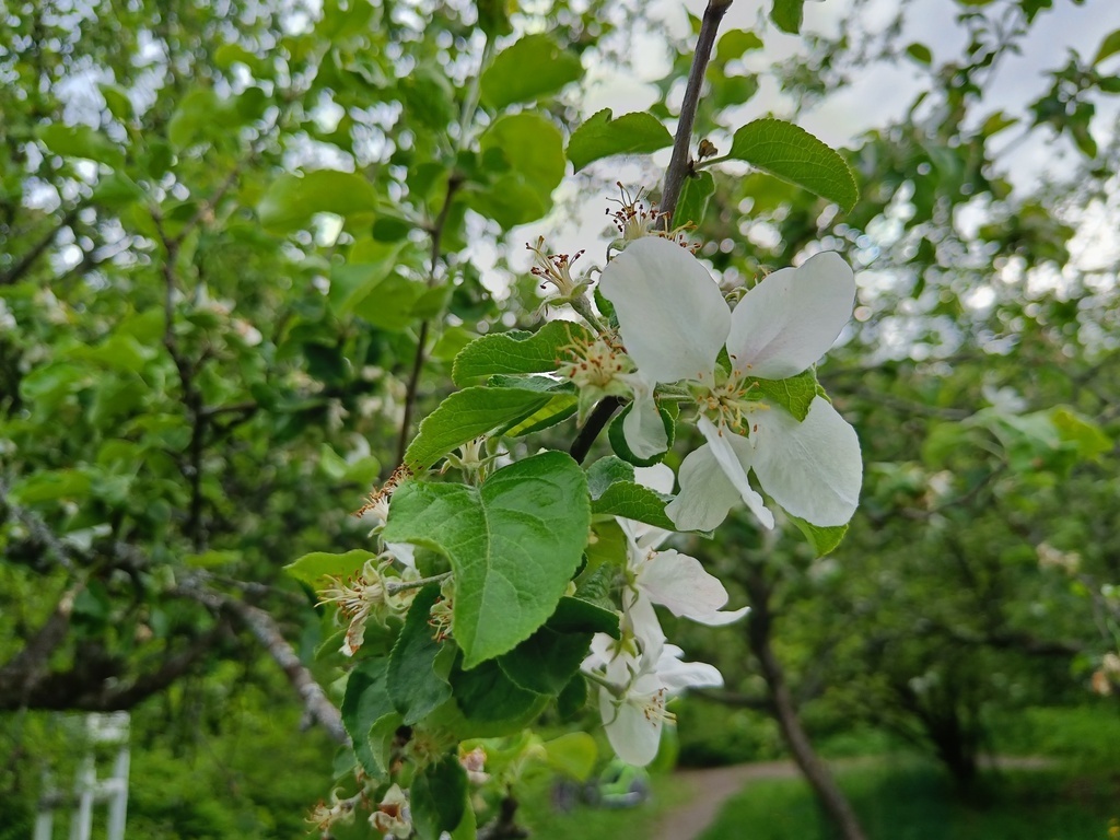 Malminkartano apple orchard in Helsinki
