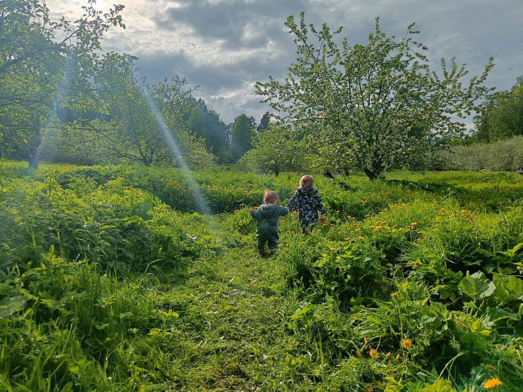 Malminkartano apple orchard, Helsinki
