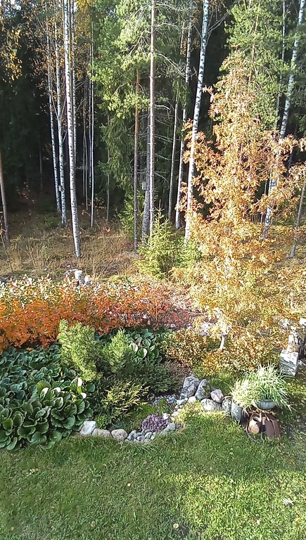 Our garden and forest in autumn