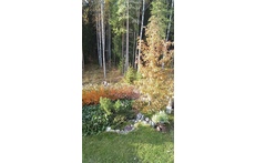 Our garden and forest in autumn