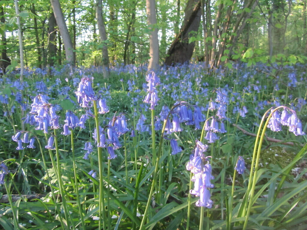 Bois des Manants à Viesville - Jacynthes sauvages vers avril-mai