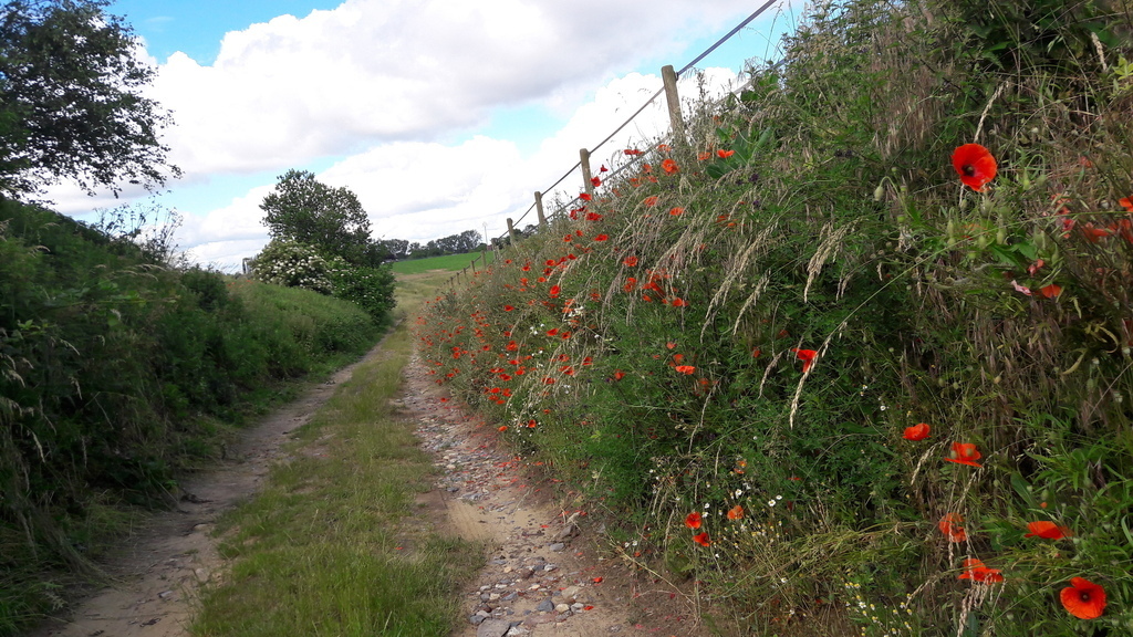 en balade à la saison des Coquelicots