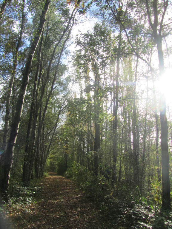 la réserve naturelle à Viesville