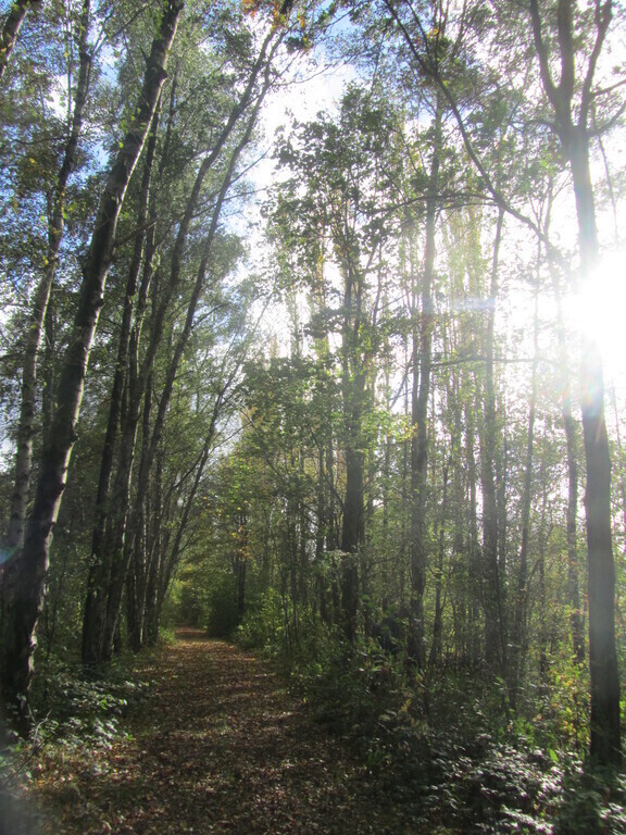 la réserve naturelle à Viesville