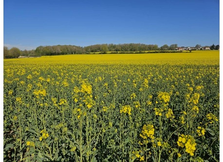 koolzaadvelden (le colsa)