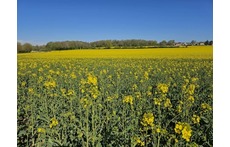 koolzaadvelden (le colsa)