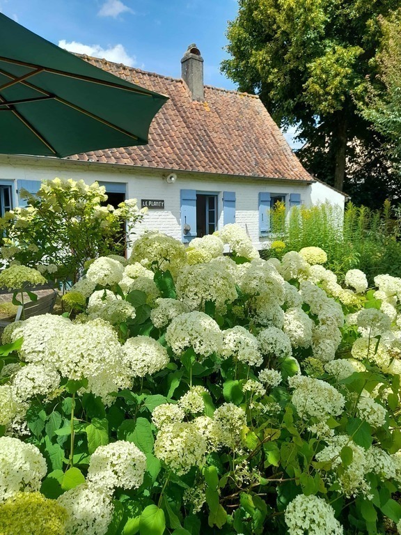tuin in volle zomerbloei