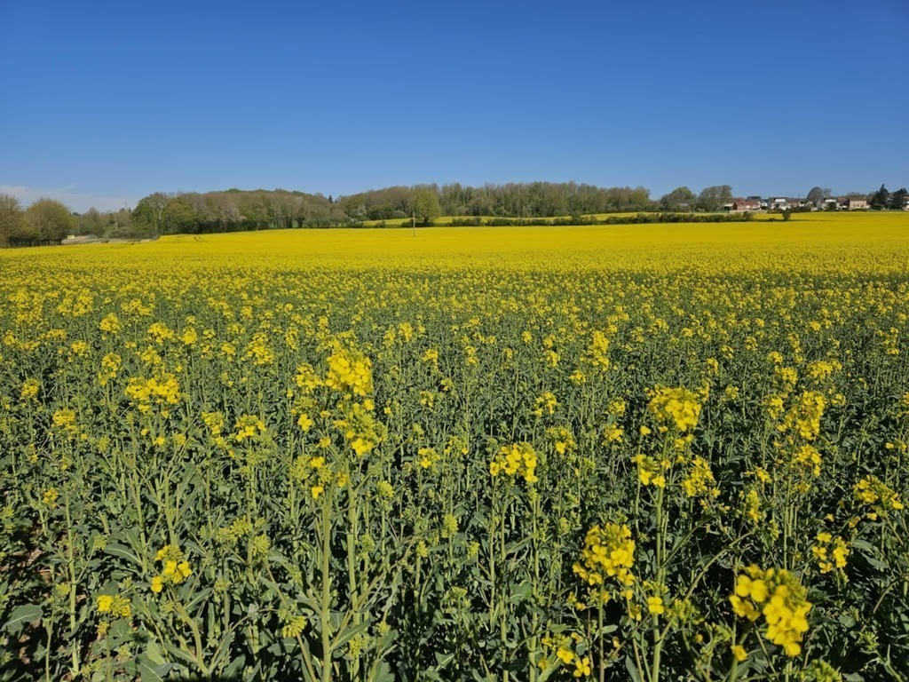 koolzaadvelden (le colsa)