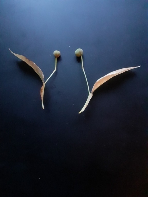 Symbool van 'entre les deux' (tussen de 2 lindes)