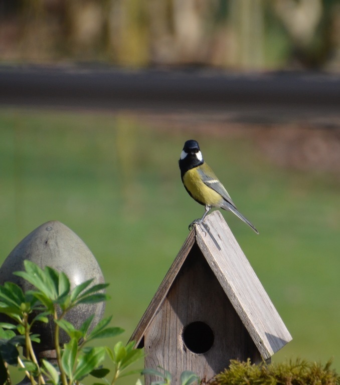 Poétic moment in the garden every day : birds and squirrels (like this messange in research for nesting )
