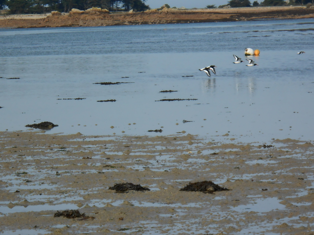 guillemots , sea birds